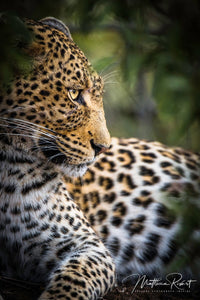 Leopard I